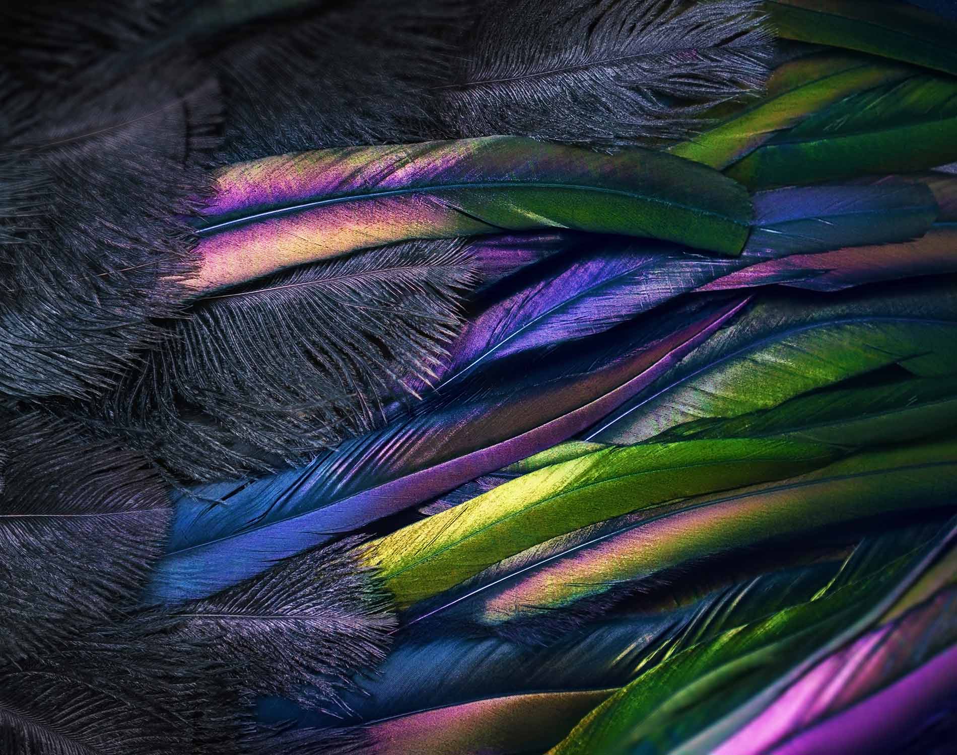 Feathers