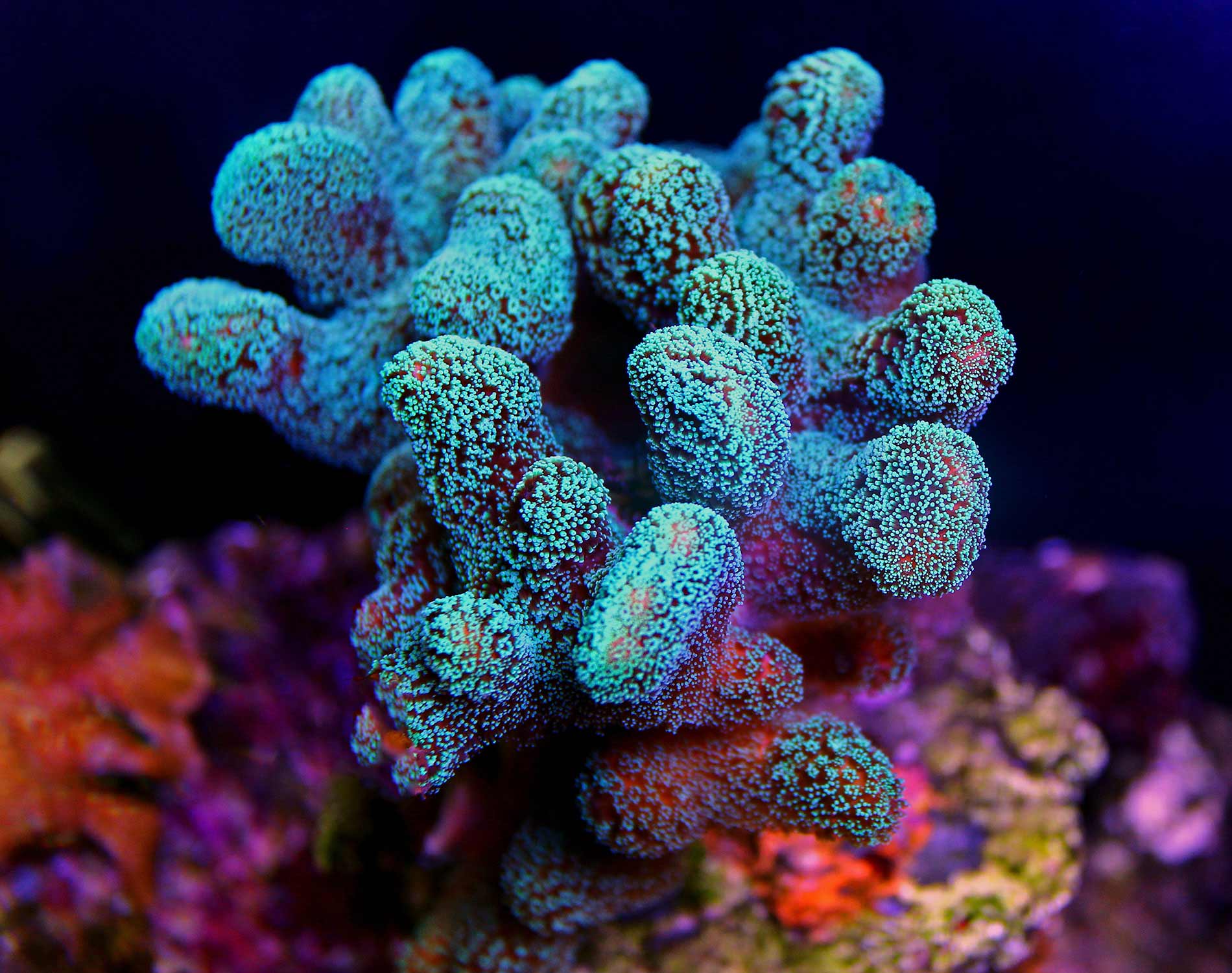 Colorful coral reef
