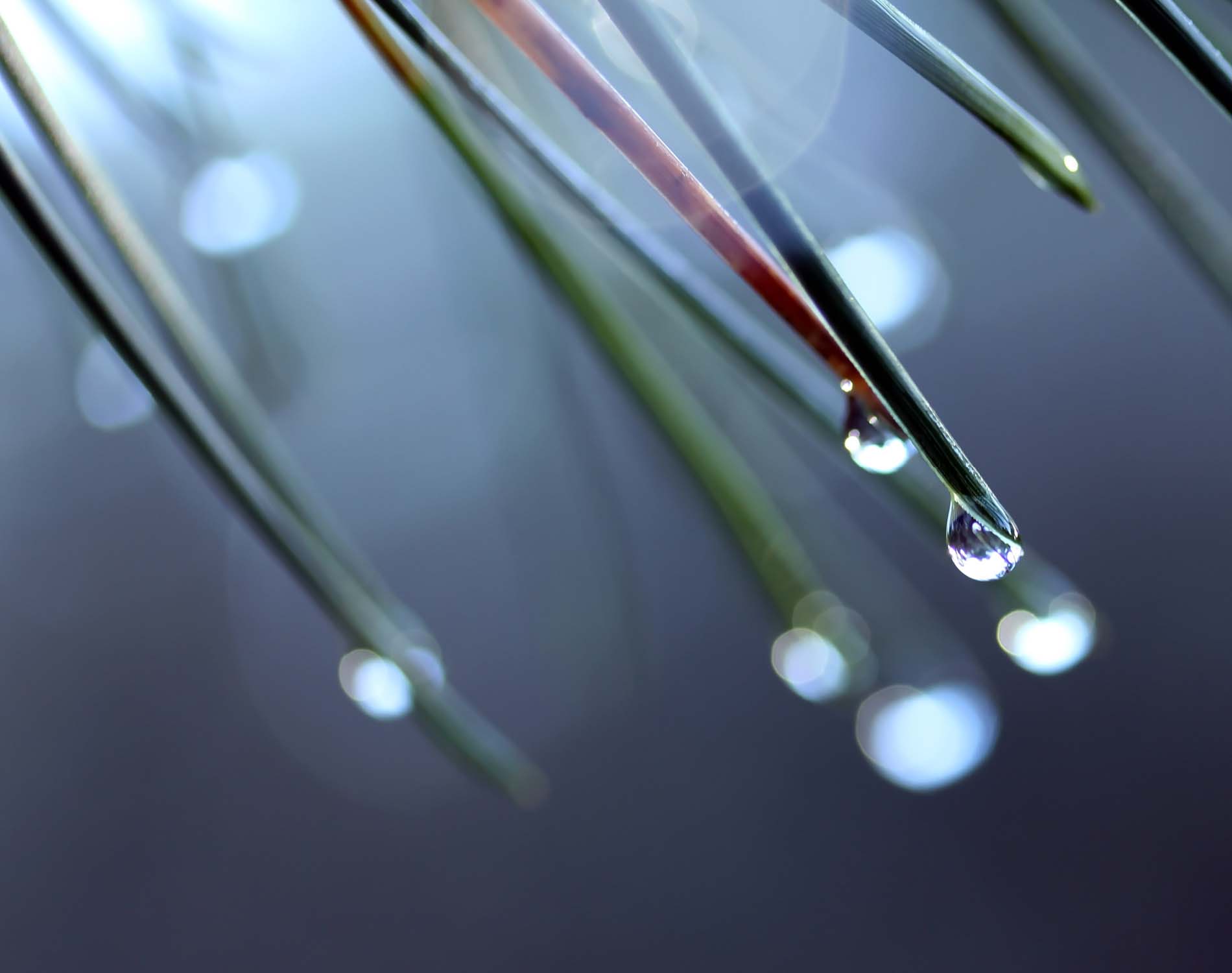 drop of water on a leaf background image